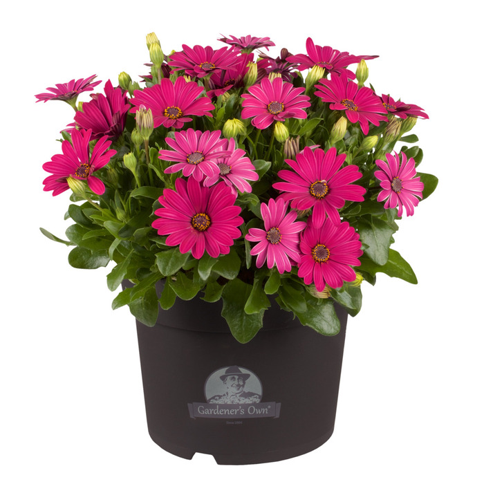Bornholm Marguerite 21 cm